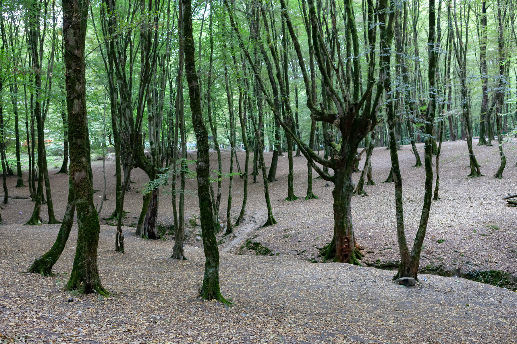 Ziarat